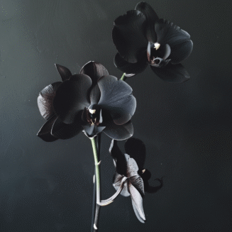 black-orchid
